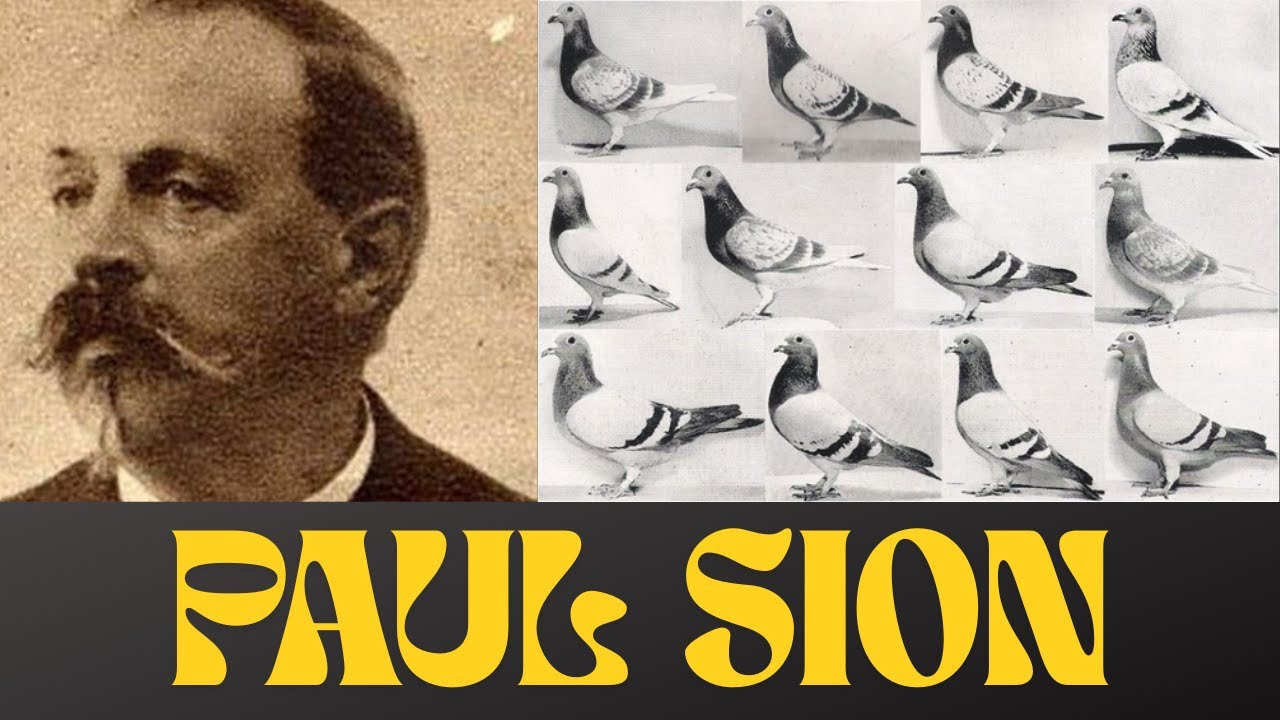 🎩 Colombofilos De Leyenda: PAUL SION (El Bricoux franc&eacute;s) - Palomas Mensajeras 