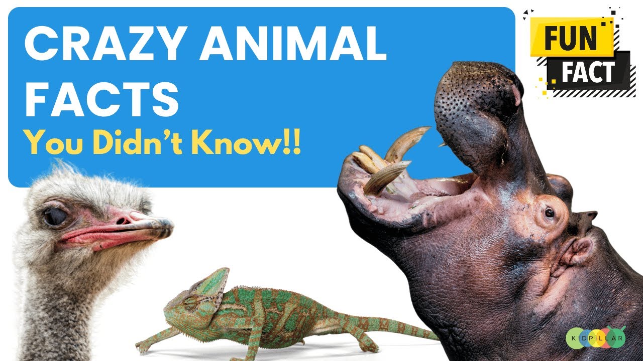 Weird but True Animal Facts You Didn't Know! | Fun Facts for Kids