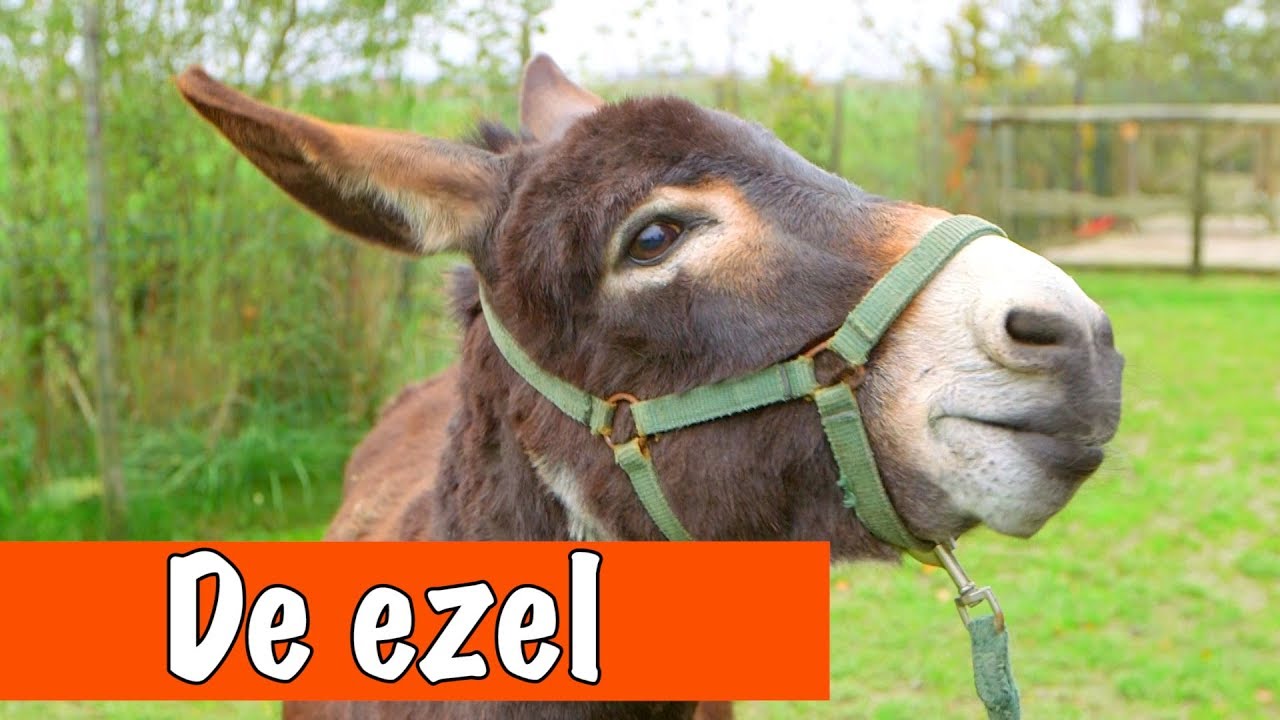Alles over ezels | DierenpraatTV