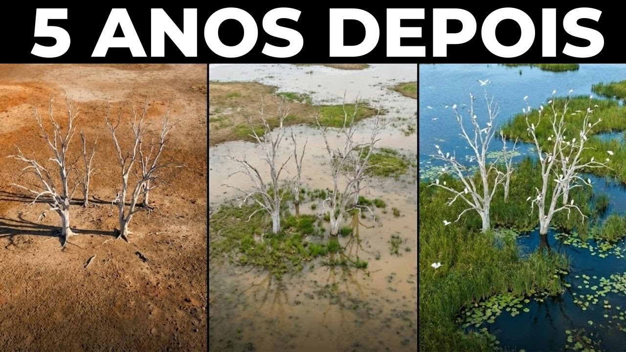Austrália remove barragem e a natureza retoma o controle de forma inesperada