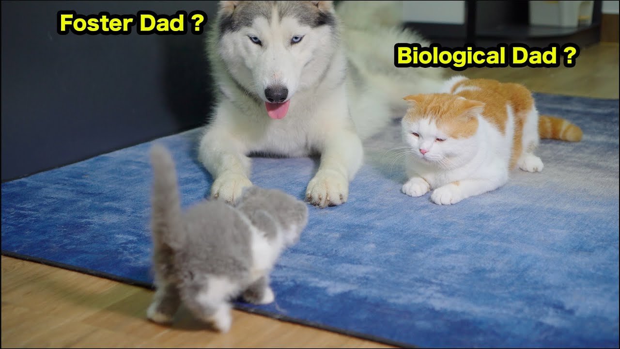 Who Will the Kittens Choose: Their Husky Foster Dad or Real Cat Dad?