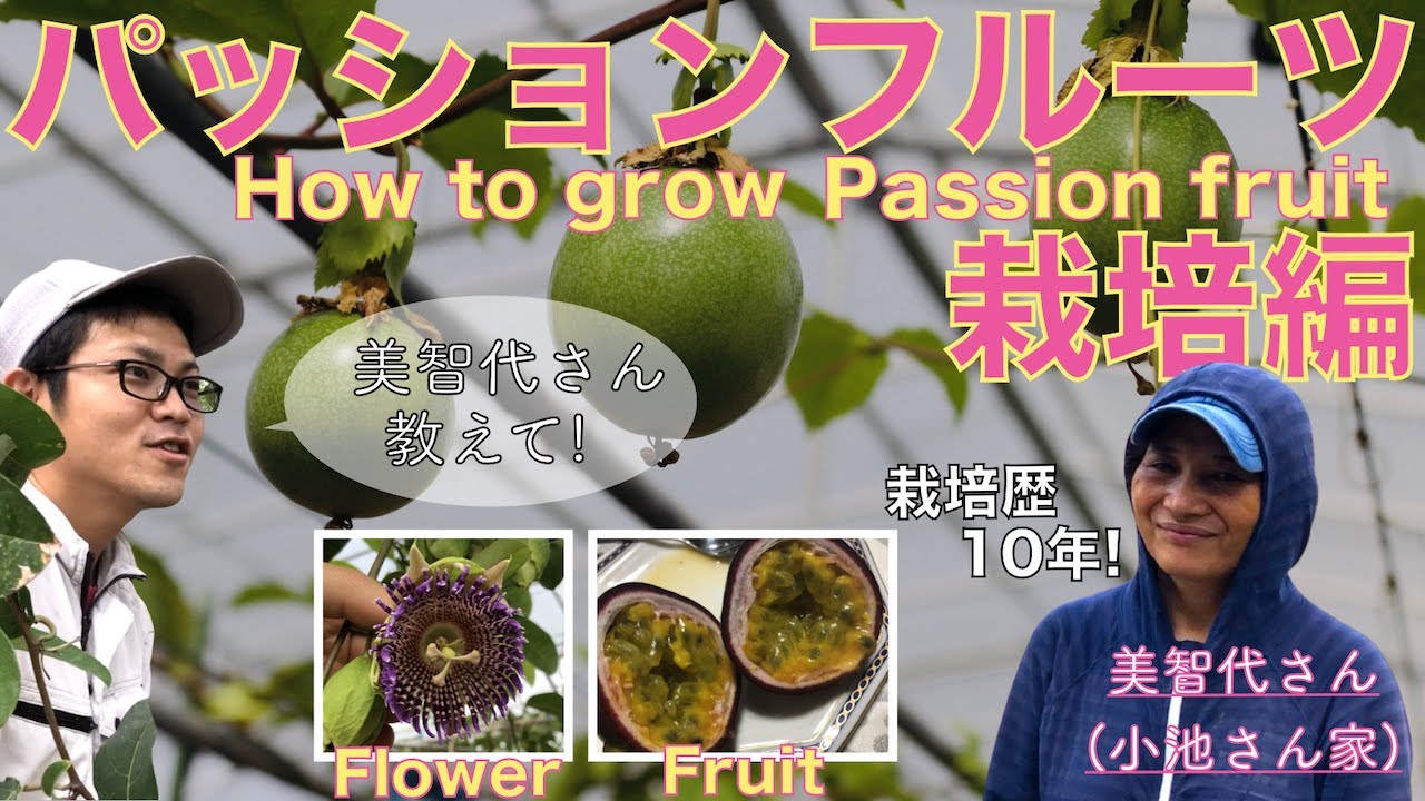 【プロに聞く！】パッションフルーツの栽培！育て方，品種や仕立て方，受粉，肥培管理，苗の増やし方まで！【小池さん家】How to grow passion fruit!