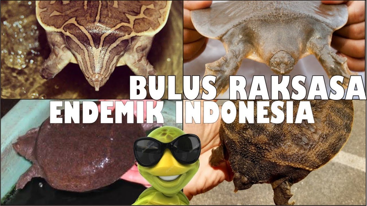 BULUS atau LABI-LABI RAKSASA INDONESIA