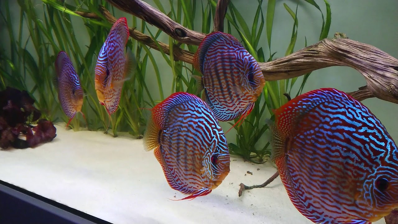 Piwowarski discus
