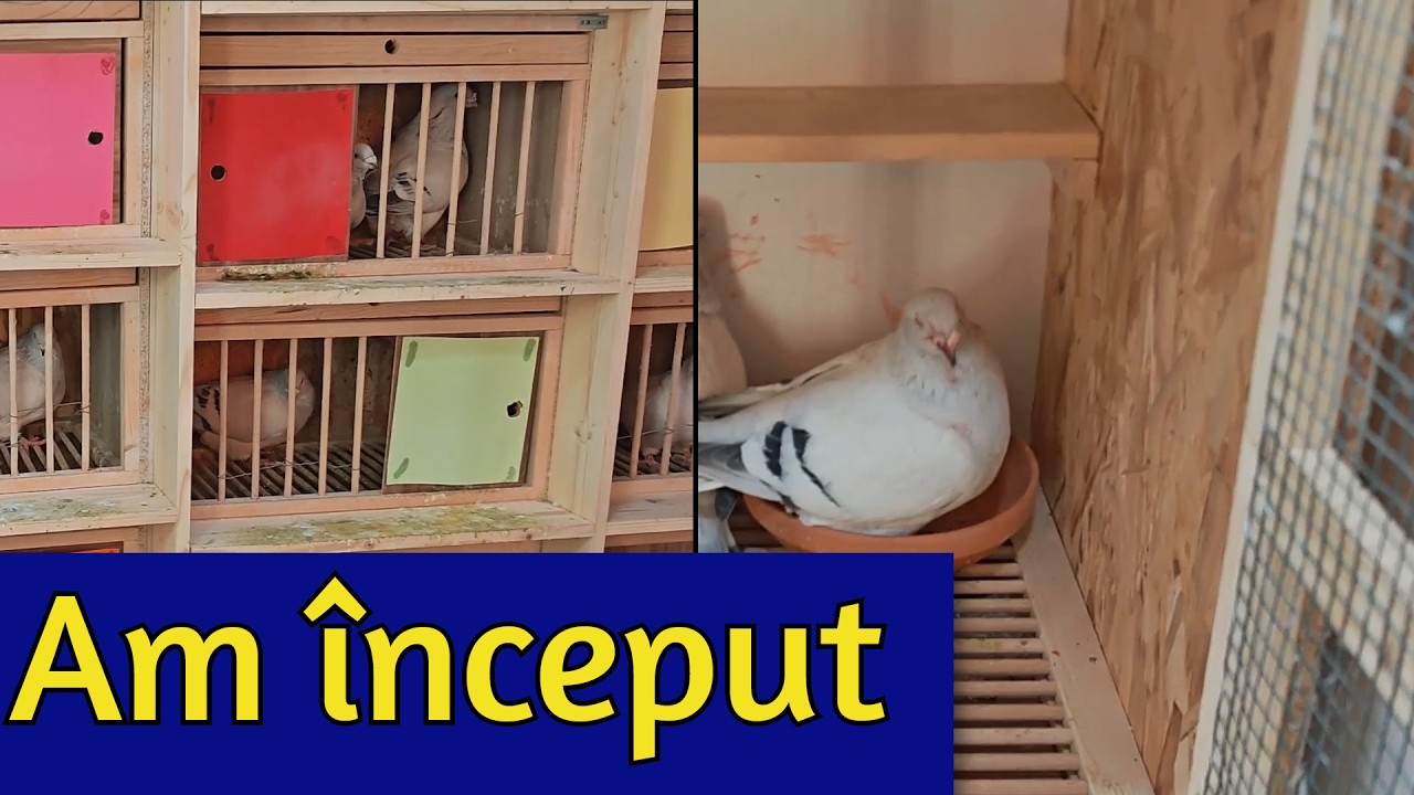 Am imperecheat porumbeii