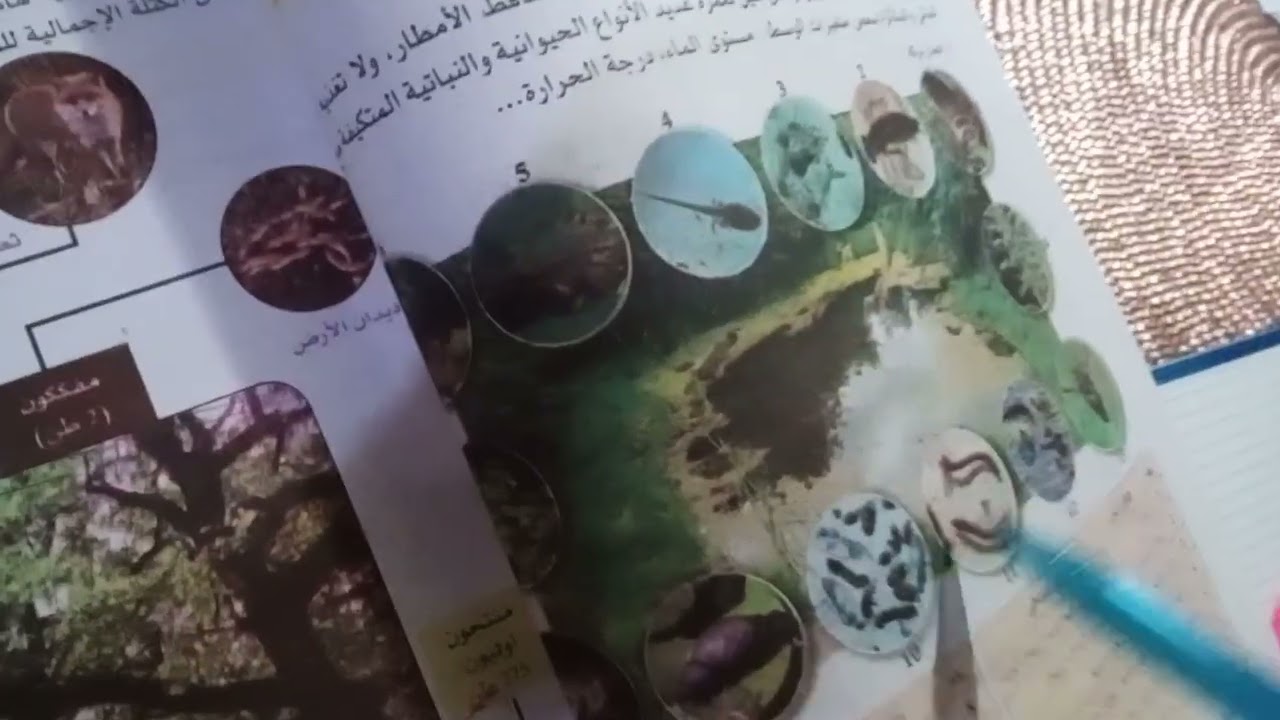 4 فيفري 2026