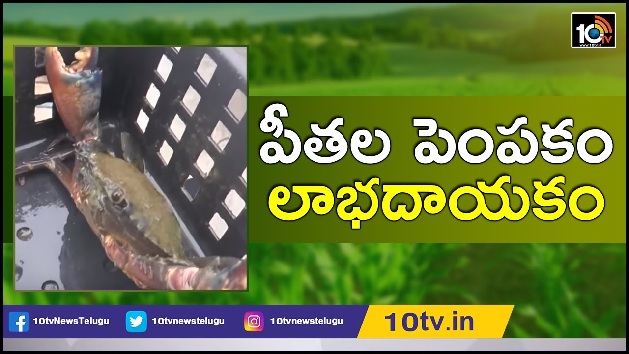 పీతల పెంపకం..లాభదాయకం | Soft Shell Crabs Farming In Box | Matti Manishi | 10TV News