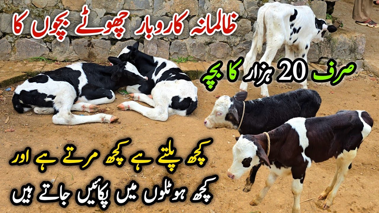 Sasty Bachy Taxila Mandi Update 15 August 2025 | Zalimna Karobar 💔😭