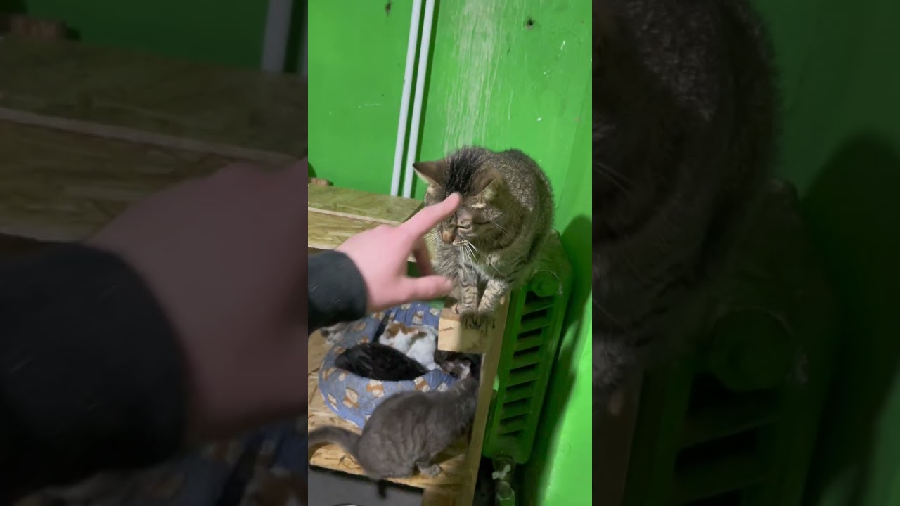 Все группы кис