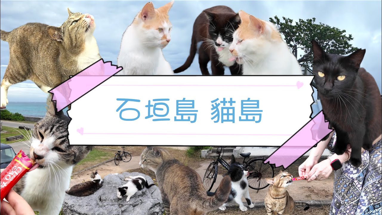石垣島上令人愉快的貓咪島｜輕易地就能待上大半天｜使人溶化的貓貓｜貓全部都係貓｜唔駛搭船｜Ishigaki Island