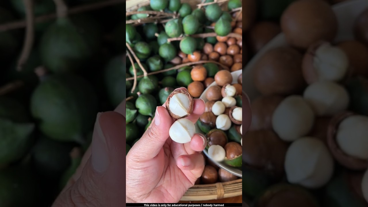 The shell of this fruit is considered stronger than that of a walnut 😯l #macadamia