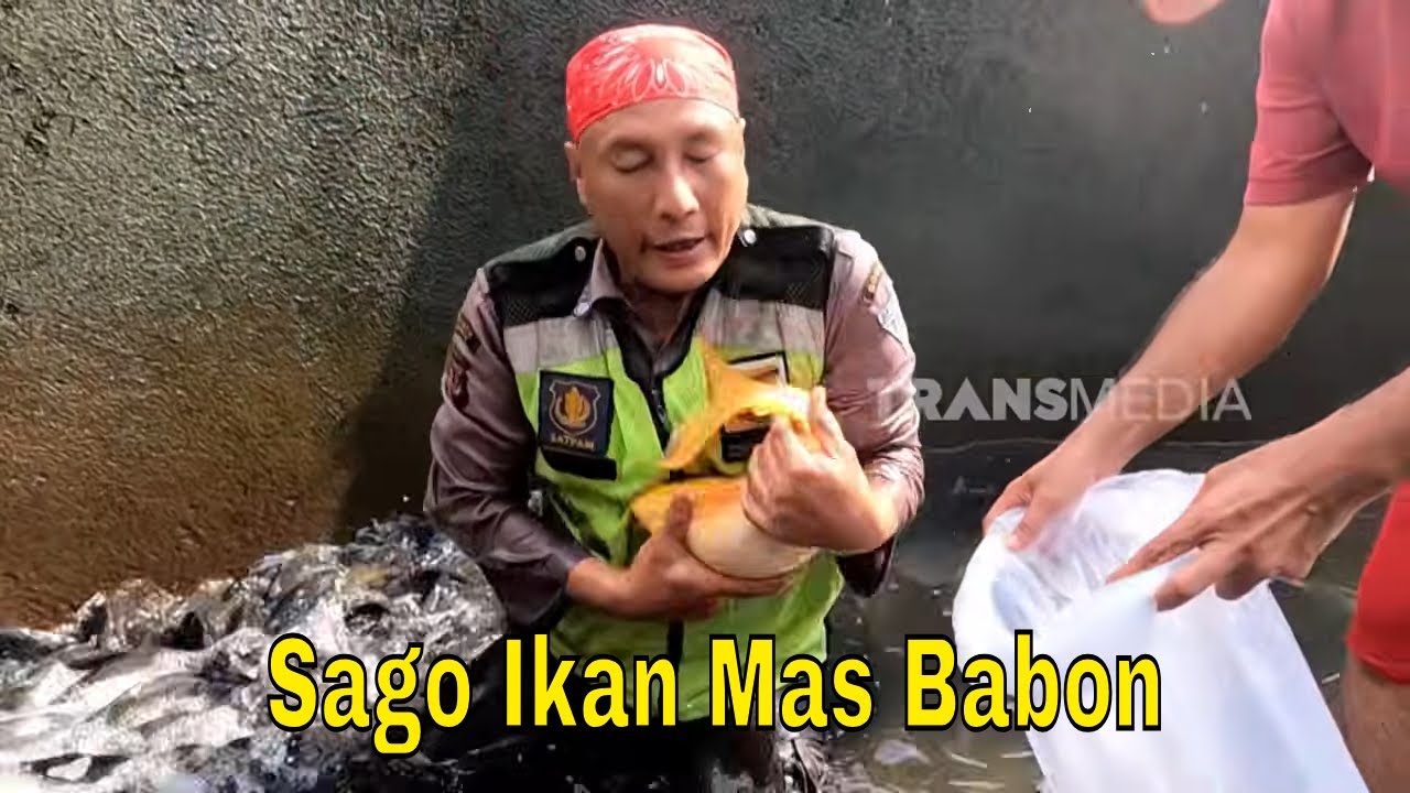 Sago Ikan Mas Babon | JEJAK SI GUNDUL (12/02/26)