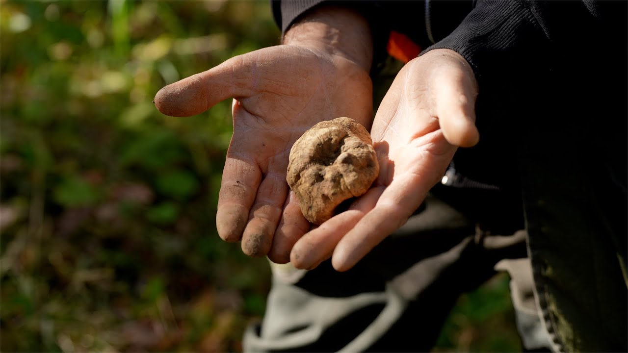 NON CERCA UN TARTUFO: INSEGUE UN SOGNO | In ESCLUSIVA il video che svela un legame segreto