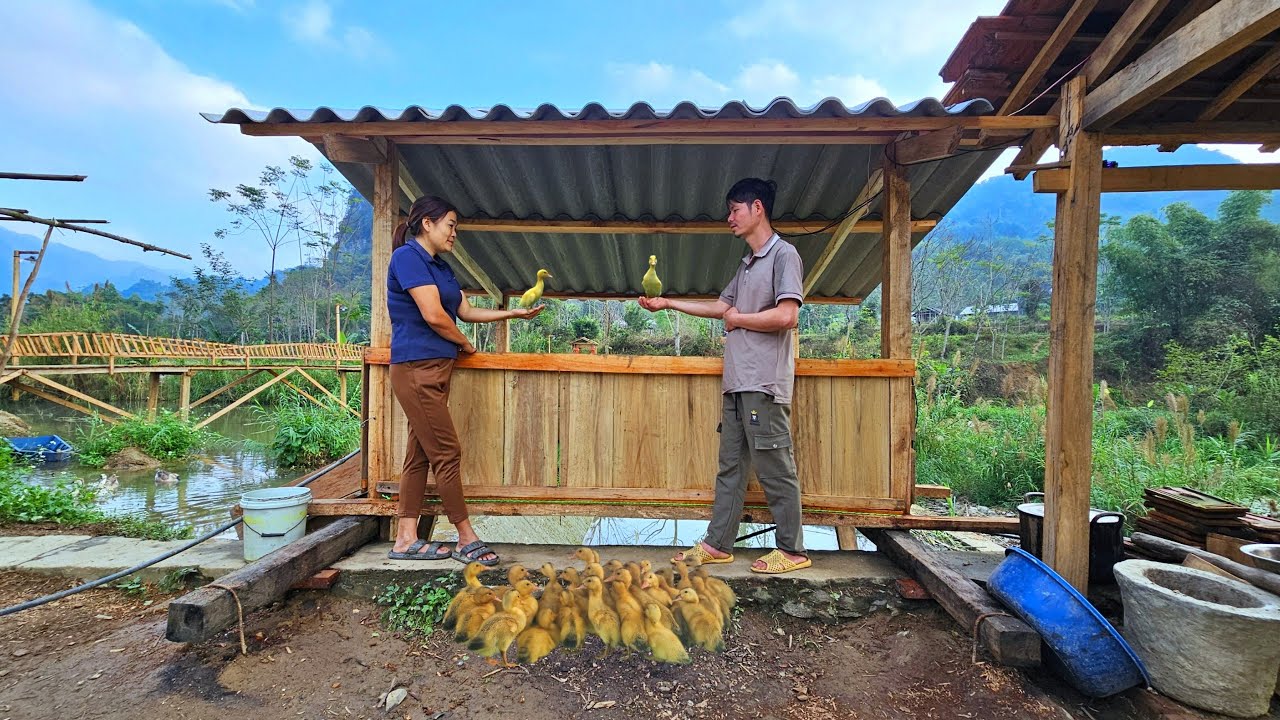 Together completed the duck coop - Roof construction and lighting. Move the duck into the coop