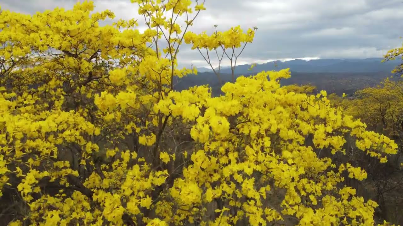Mangahurco Florecimiento Guayacanes by drone 4K Ultra - HD