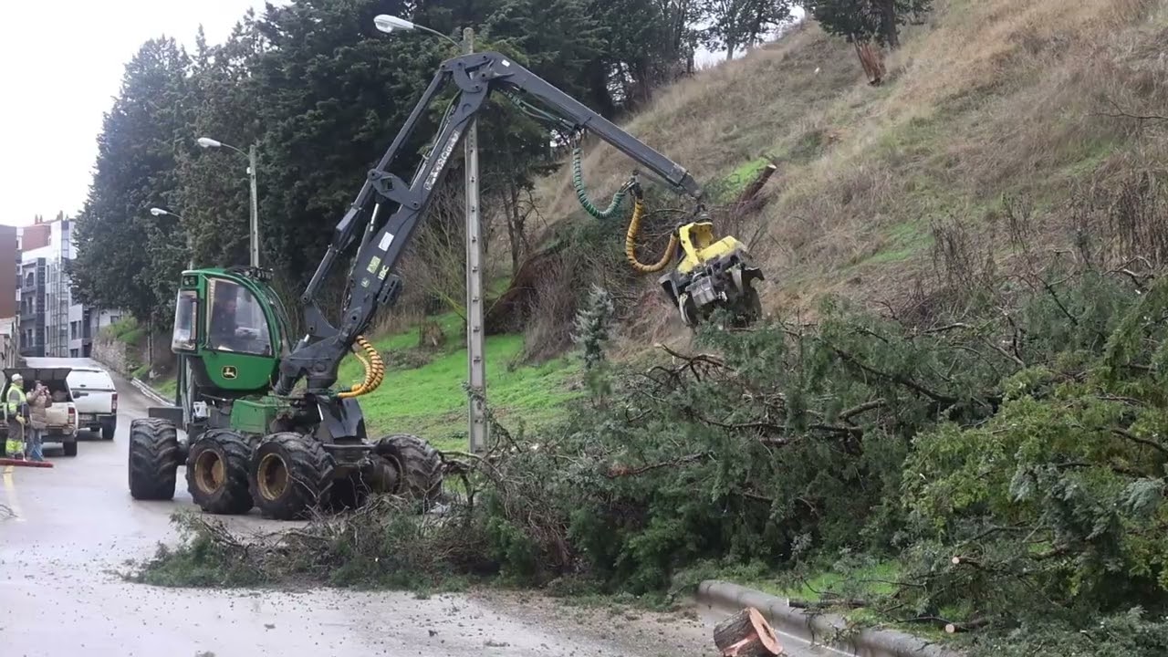 Talan decenas de árboles de la ladera del Castillo para evitar nuevas caídas