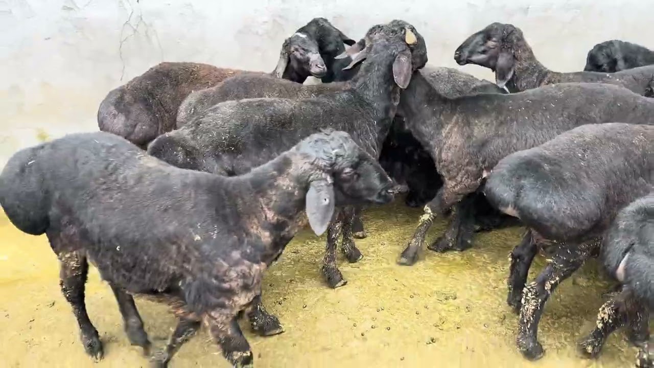 Platina Bostonliq mol bozori qoylar qatori 15.03.26 fermeruz #fermeruz #qoybozor #molbozor #qochqorl