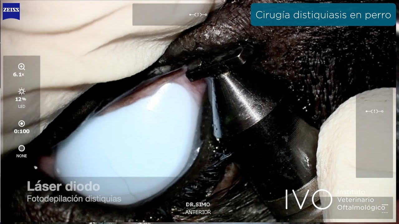 Cirug&iacute;a de distiquiasis en perro - Oftalmolog&iacute;a veterinaria IVO
