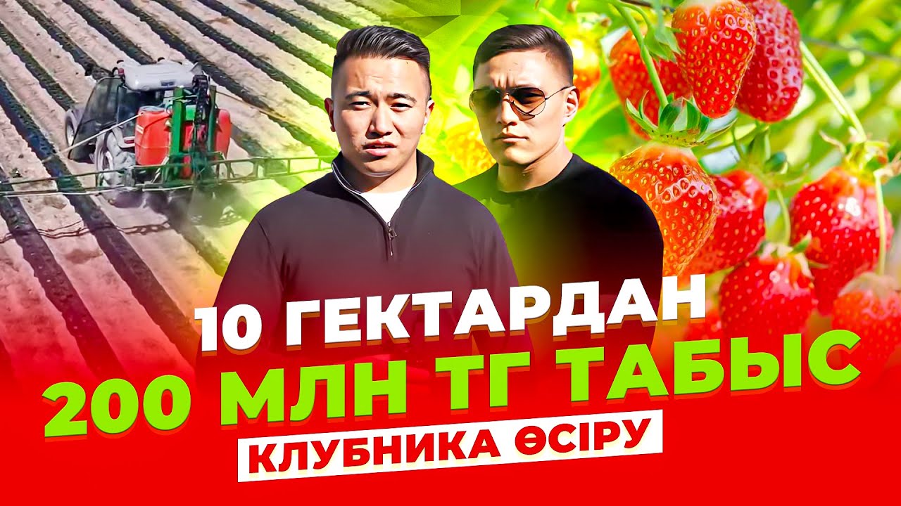 Жылына 5 рет өнім алатын Туркиядан келген Технология. Инвестор керек! Құлпынай өсіру технологиясы.