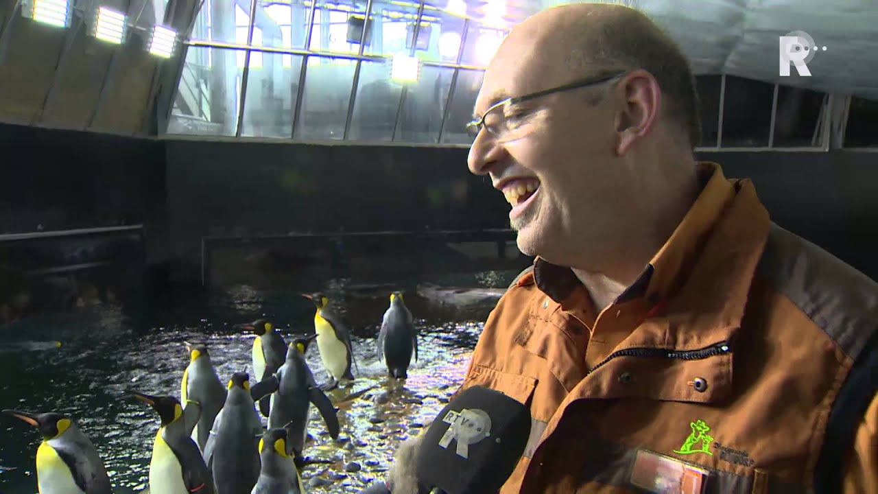 Pinguïns in problemen door enthousiast gevoeder