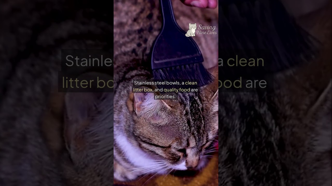 Budget-Friendly Essentials for New Cat Owners: Start Smart Without Breaking the Bank