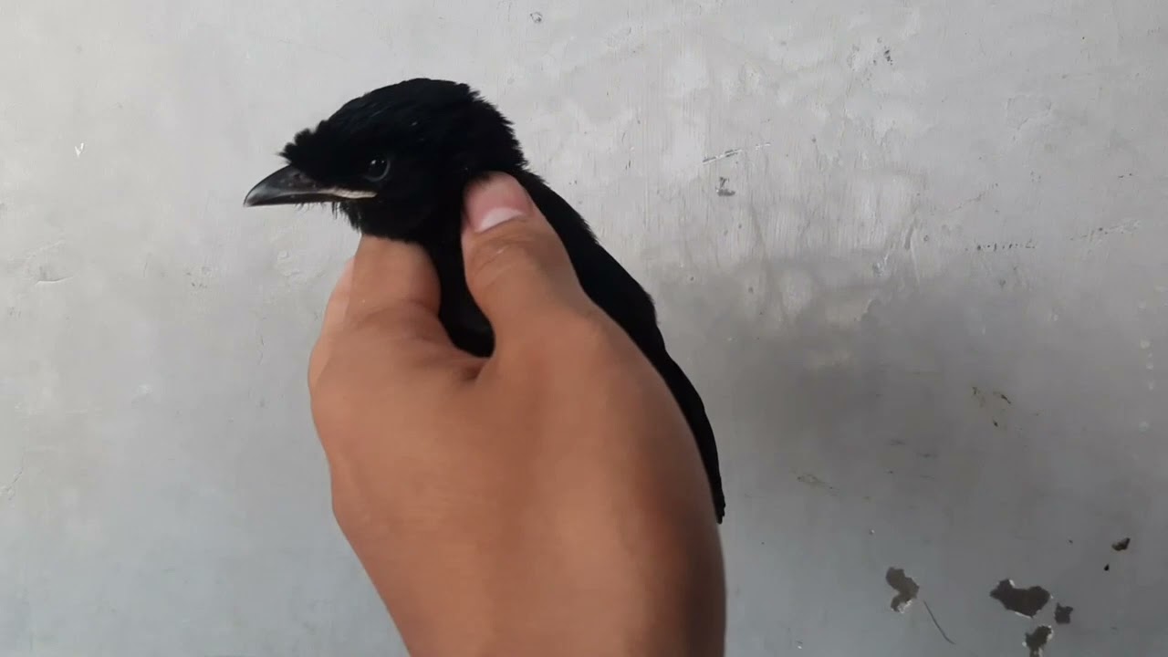 Jangan sampe salah❗❗❗Perbedaan beberapa jenis anakan srigunting di Indonesia