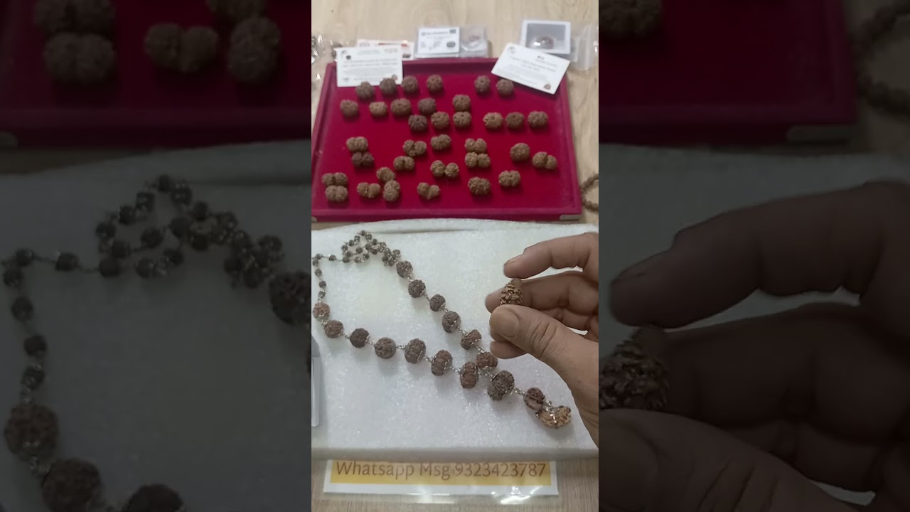 Rudraksh Collection Siddh Mala The Ultimate Nepal Rudraksha Siddh Mala Collection Certified genuine