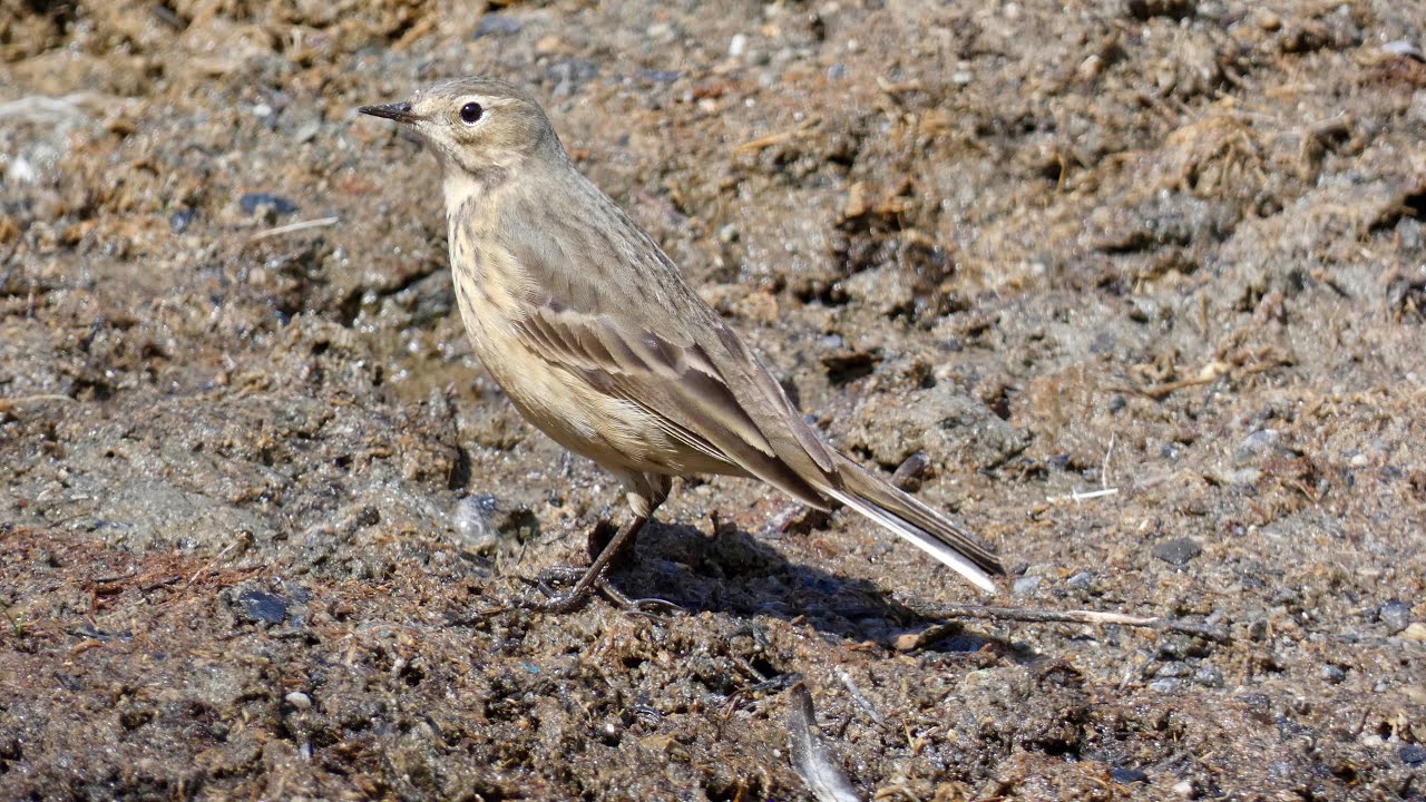 American Pipit!