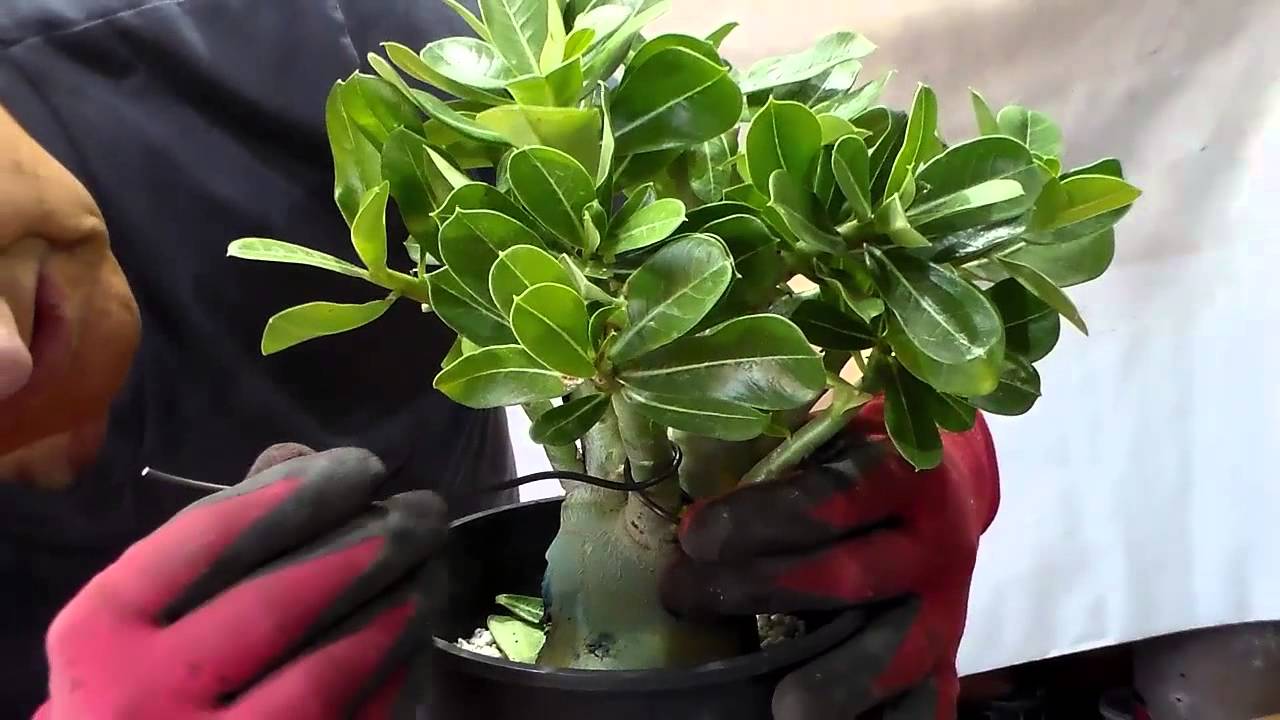 Alambrar Ramas Adenium II