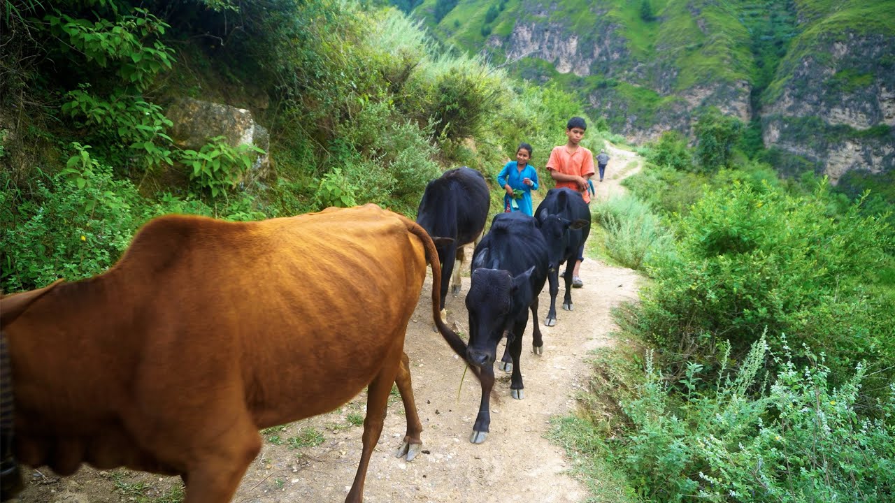 rural life of Nepal || RURAL NEPAL || @ruralnepall