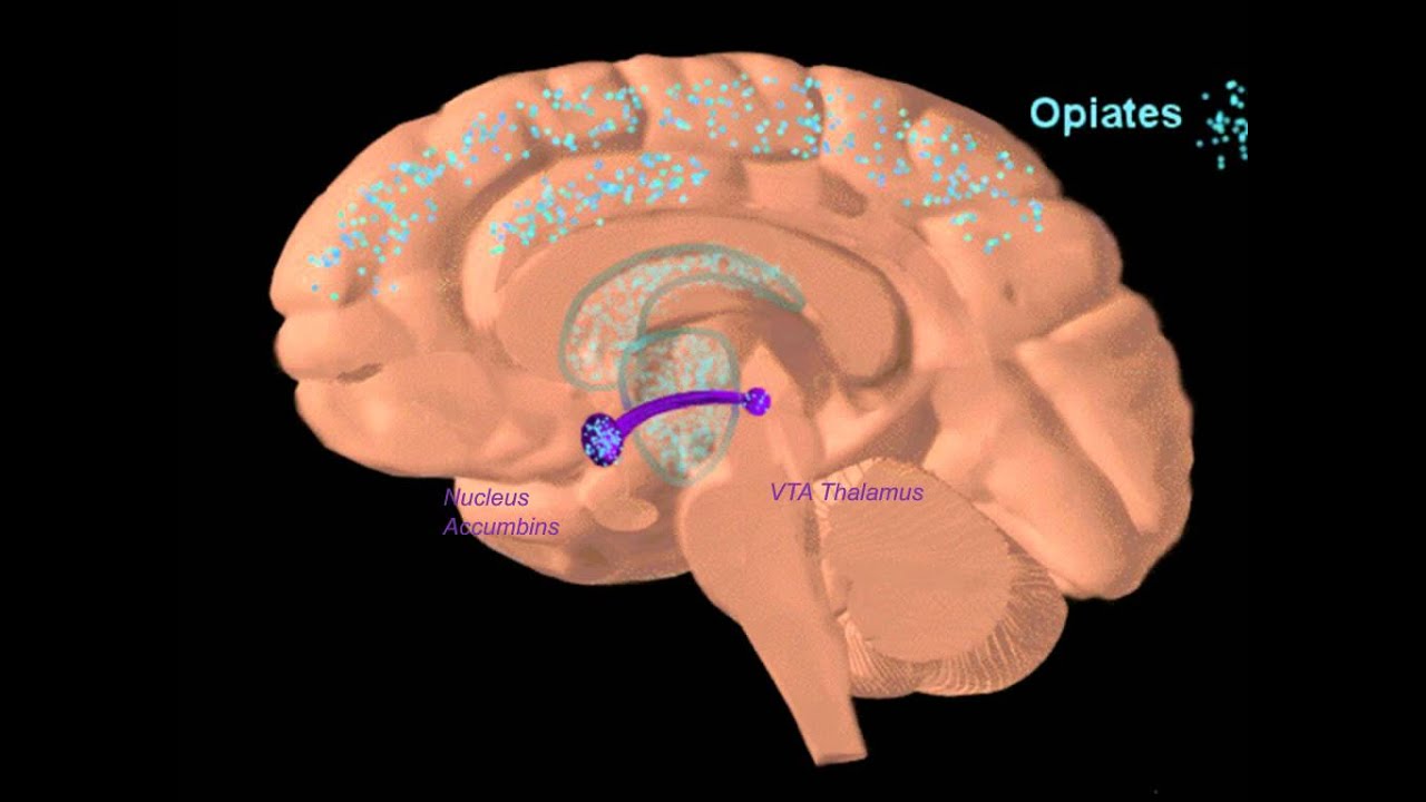 Webinar | Use of Buprenorphine in the Treatment of Opiate Dependence