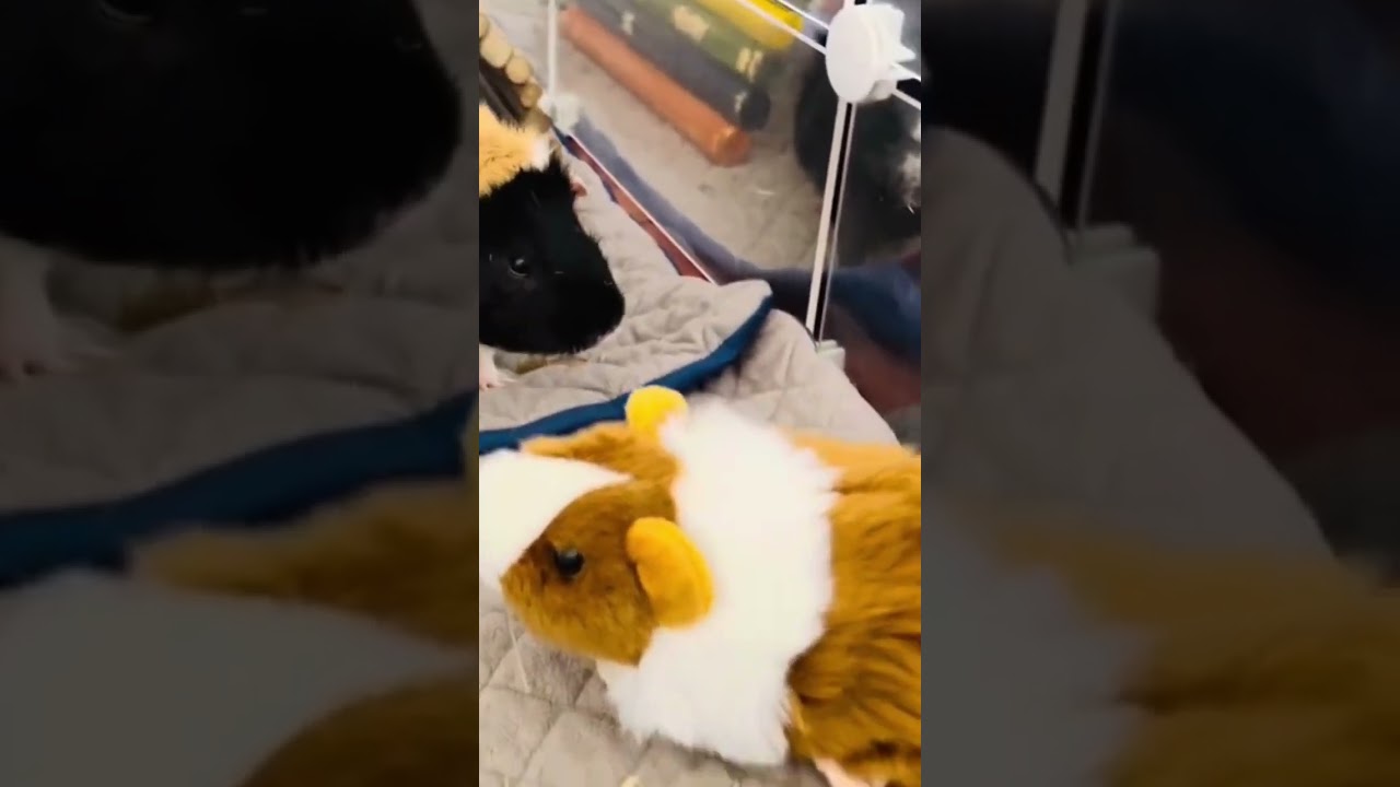 #chip #my #tricolor #abyssinian #guineapig #strangerdanger #with #stuffedanimal #youtubeshorts #cavy