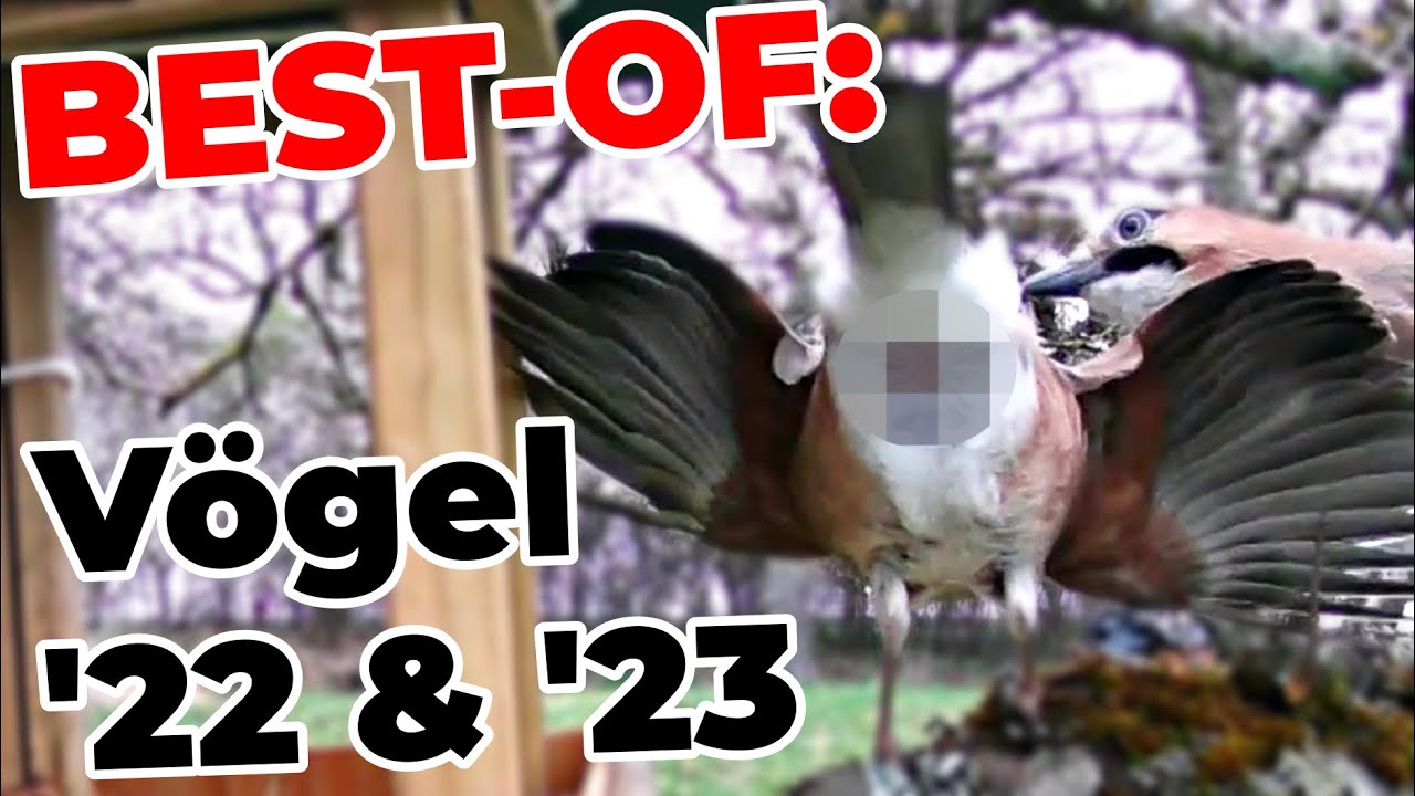 BEST-OF Vögel 2022 & 2023! 🤩🦅