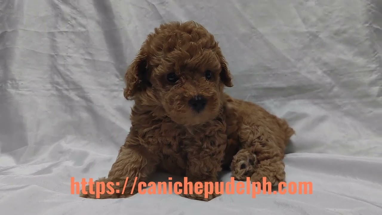 Nero is a male toy poodle