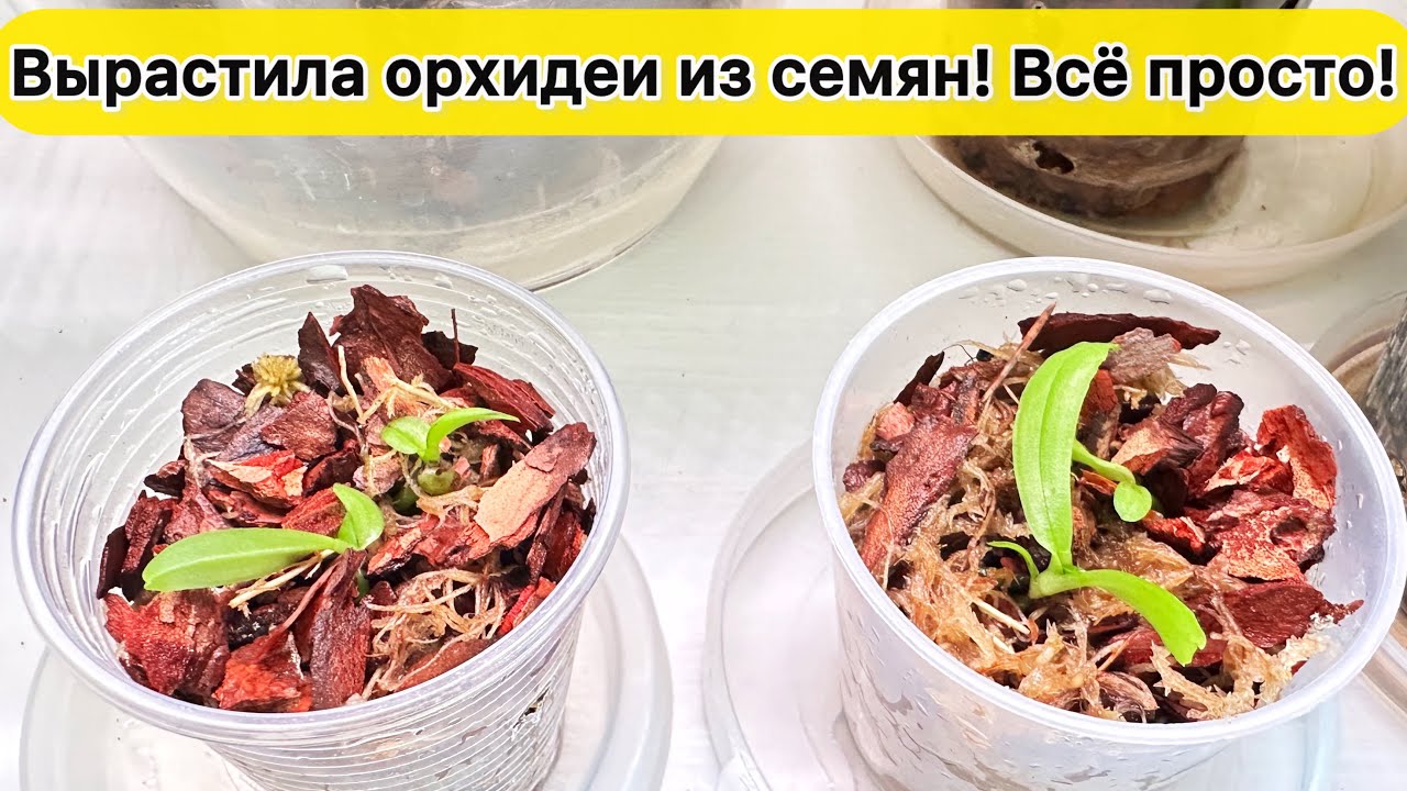 Уже результат: ВЫРАСТИТЬ ОРХИДЕИ ИЗ СЕМЯН