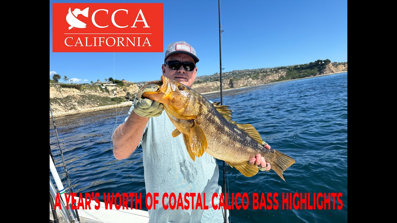 A year's worth of big coastal calicos on weedless swimbaits and slugs