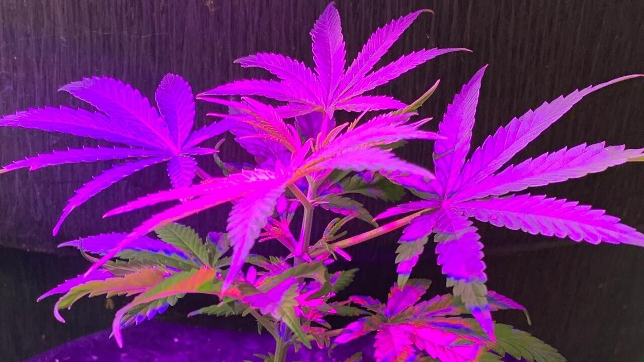 Cannabis group calls for abolishing patient caps in Utah