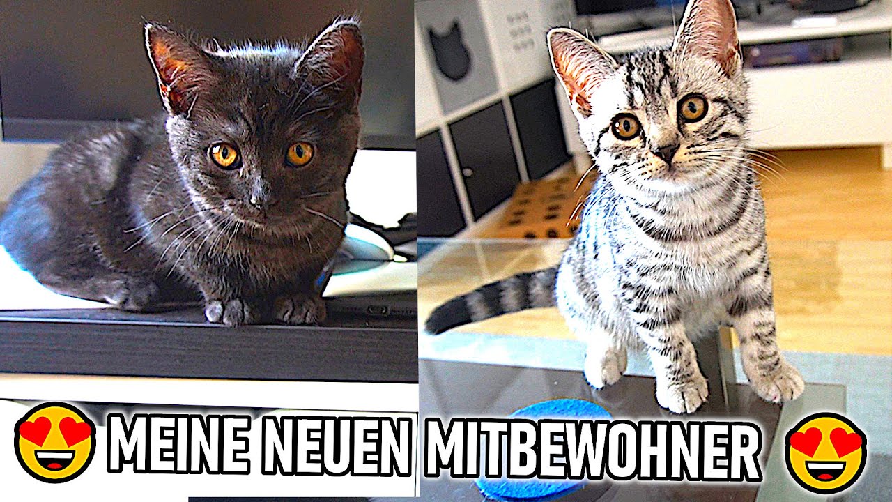 MEINE 2 BABY KATZEN ZIEHEN EIN !!! 😼😍