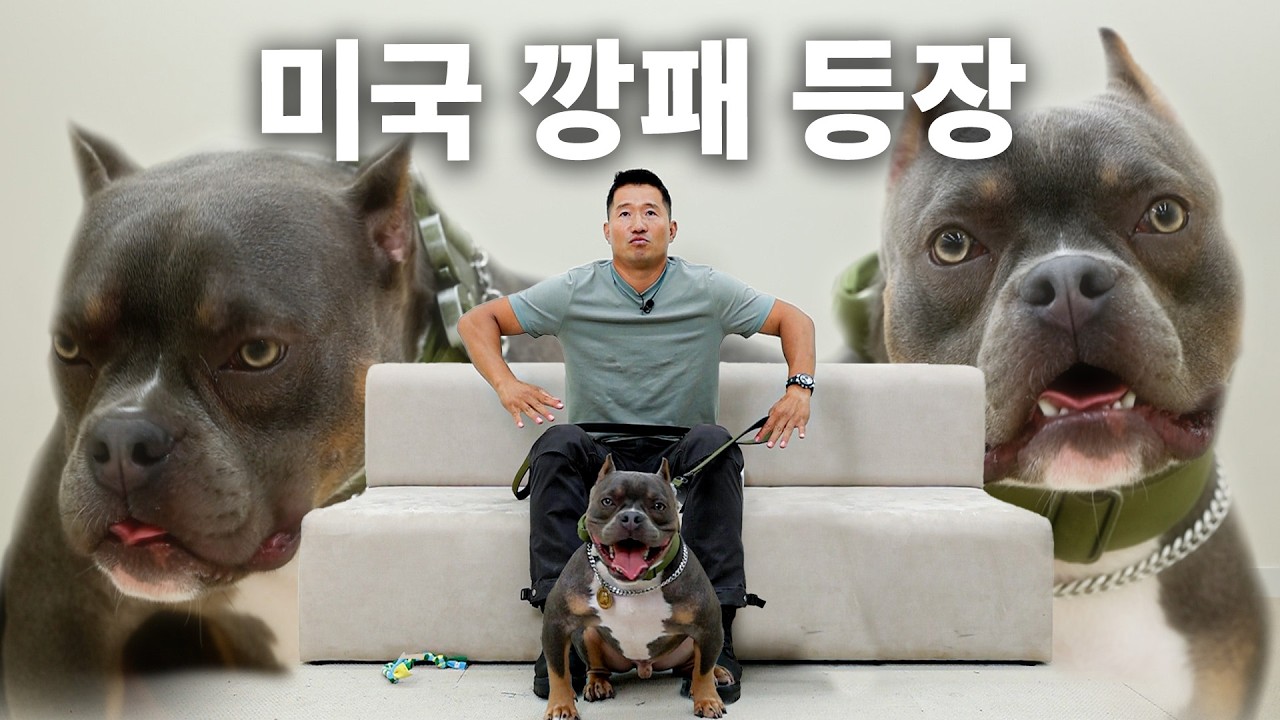 형이라 부를게요.... | 견종백과 아메리칸 불리편