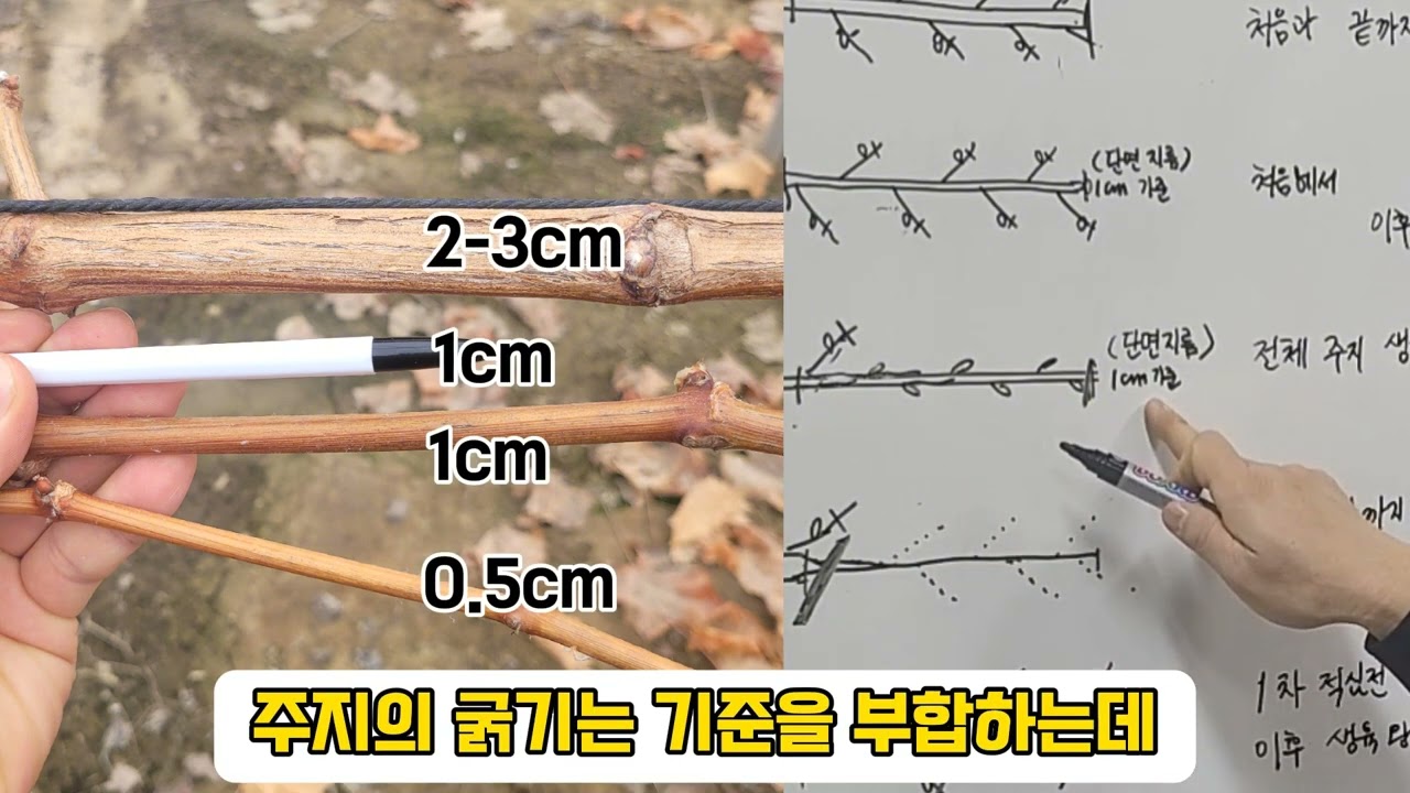 포도 나무 1년차 겨울전정(이론편) #포도전정#유기농포도