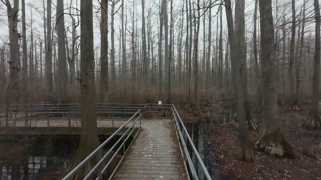 Heron Pond Little Black Slough - Southern Illinois Treasures