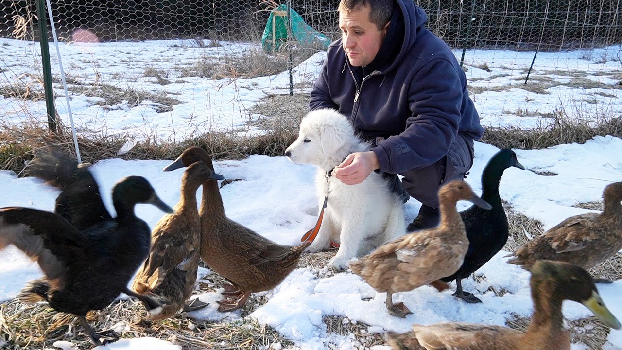 Puppy Meets Ducks for the First Time (Maremma Livestock Guardian Dog)