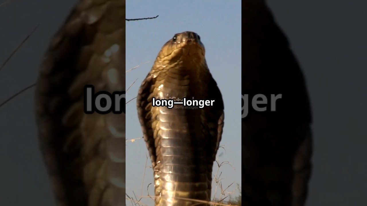 King Cobra: The Wild Ruler! 🐍