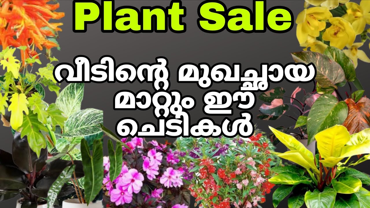 Plant sale.. വീടിൻ്റെ മുഖഛായ മാറ്റും കിടിലൻvariety ചെടികൾ ph.9061149365