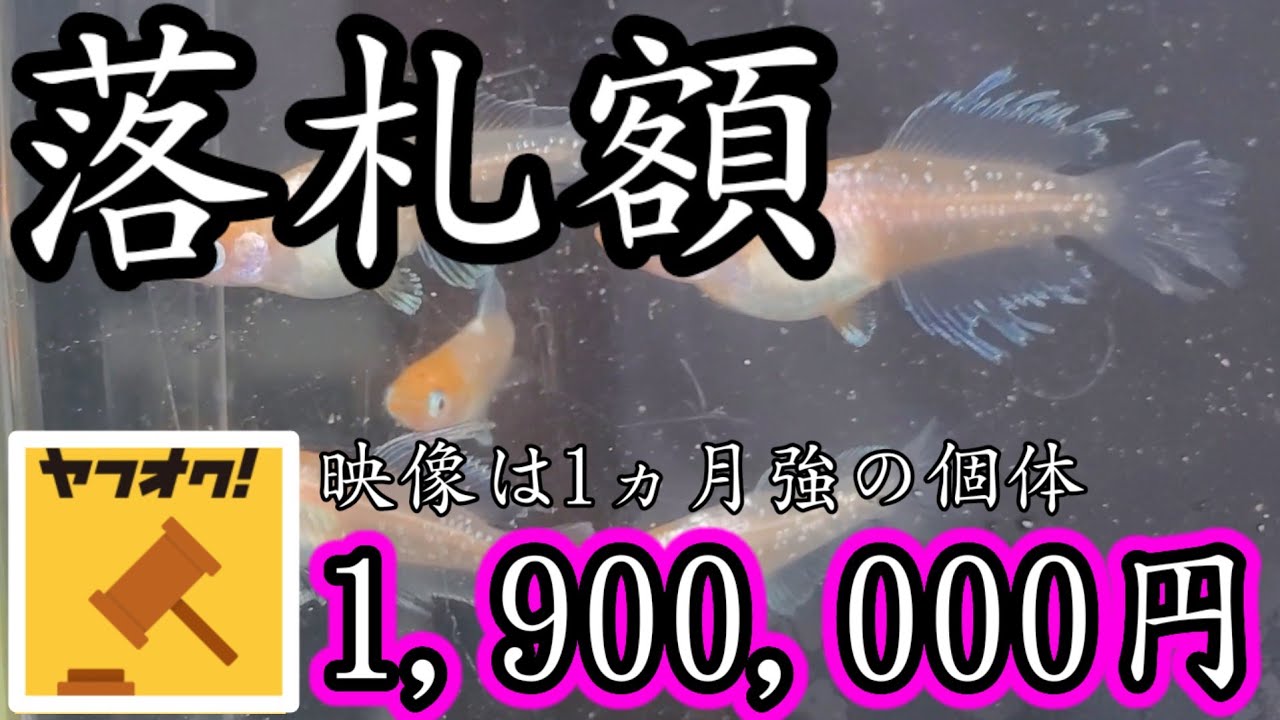 【ヤフオク190万円】ハイビスカスメダカはワイドフィン.ロングフィン.松井鰭長.スワローからなるヒカリ体型【夢中めだか/岡山県総社】安らぎAQUAちゃんねる