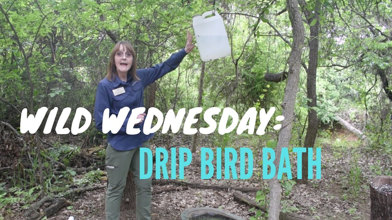 Wild Wednesday: Drip Bird Bath