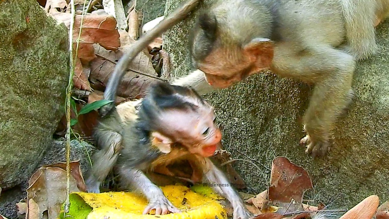 Baby monkey really reacted to her sister tries to disturb her hungry eating, mother doesn`t handle.