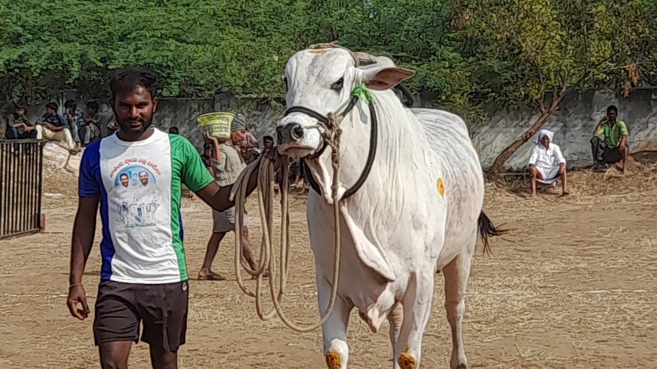 💥🌾అగడూరు గ్రామం న్యూ కేటగిరి విభాగానికి 1వ జత కోపూరు శ్రీనివాసరావు గారు🌹3413.6💥04-02-2026💥
