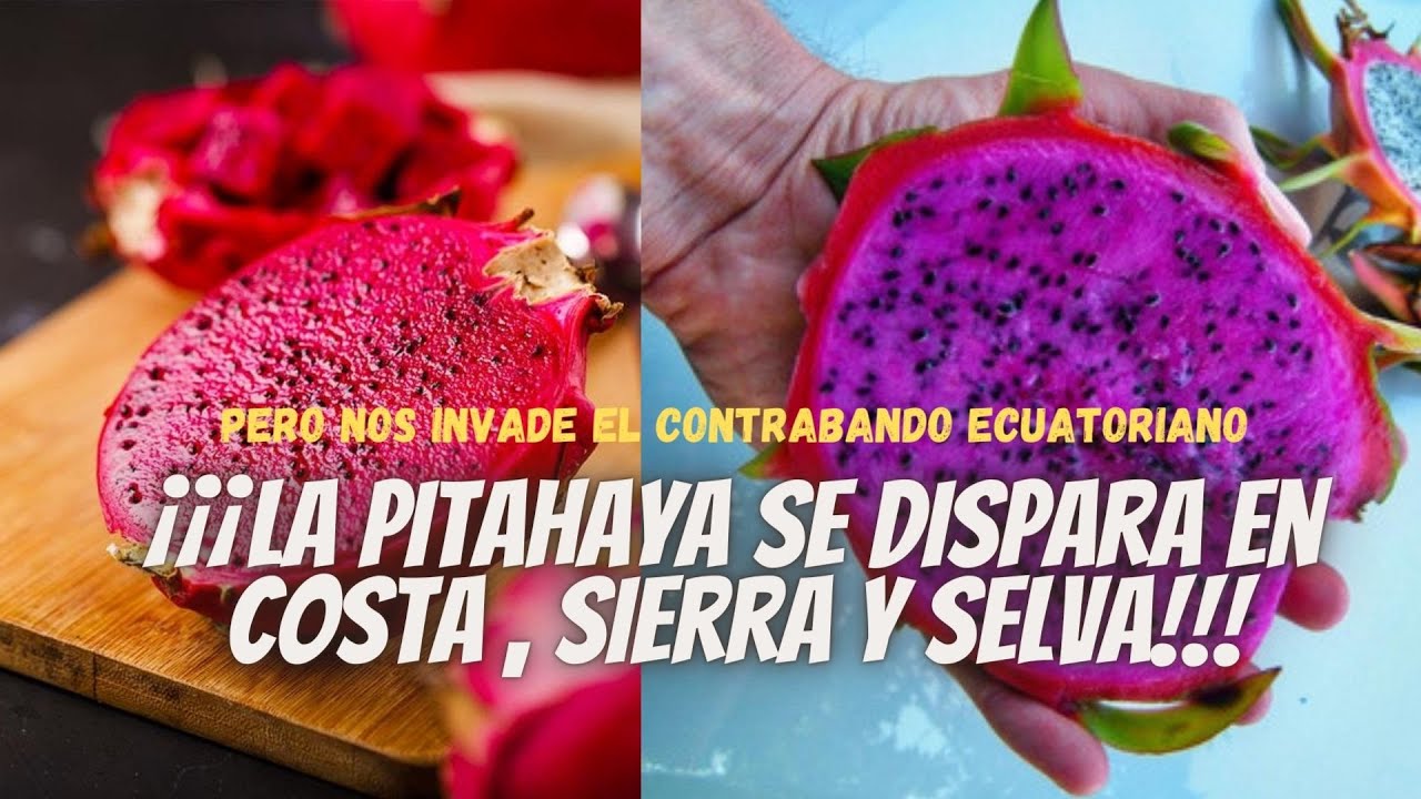 La pitahaya peruana se dispara en costa , sierra y selva