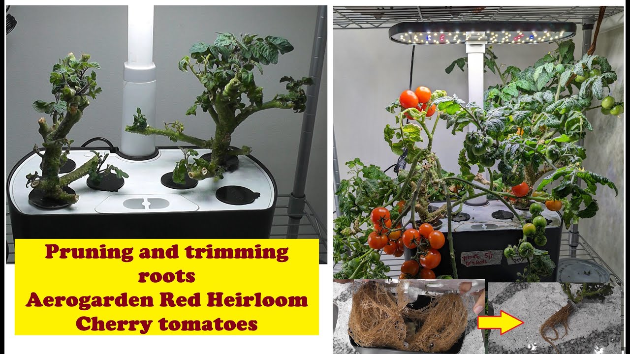 Pruning and trimming roots - Tomato plants - Aerogarden Hydroponics